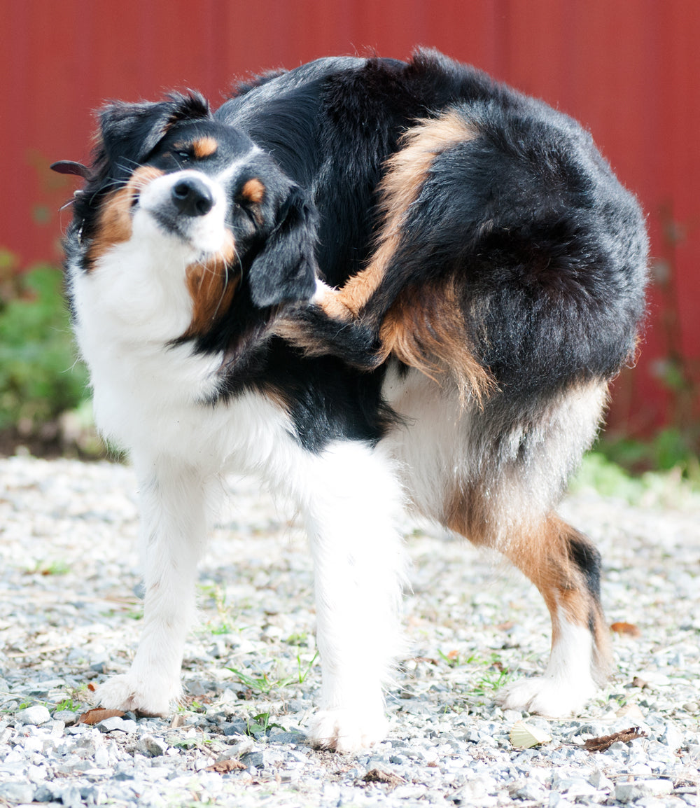 How Can You Help An Itchy Dog?