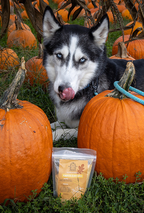 Pumpkin Berry Spice Natural Herb Supplement for Healthy Dogs